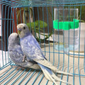 Automatic Bird Water Dispenser
