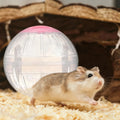 Pet Exercise Ball